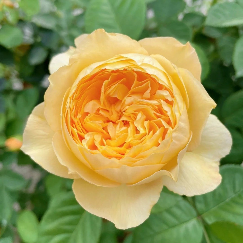 Bird Chirp Rose Plant|雀啾 image 4