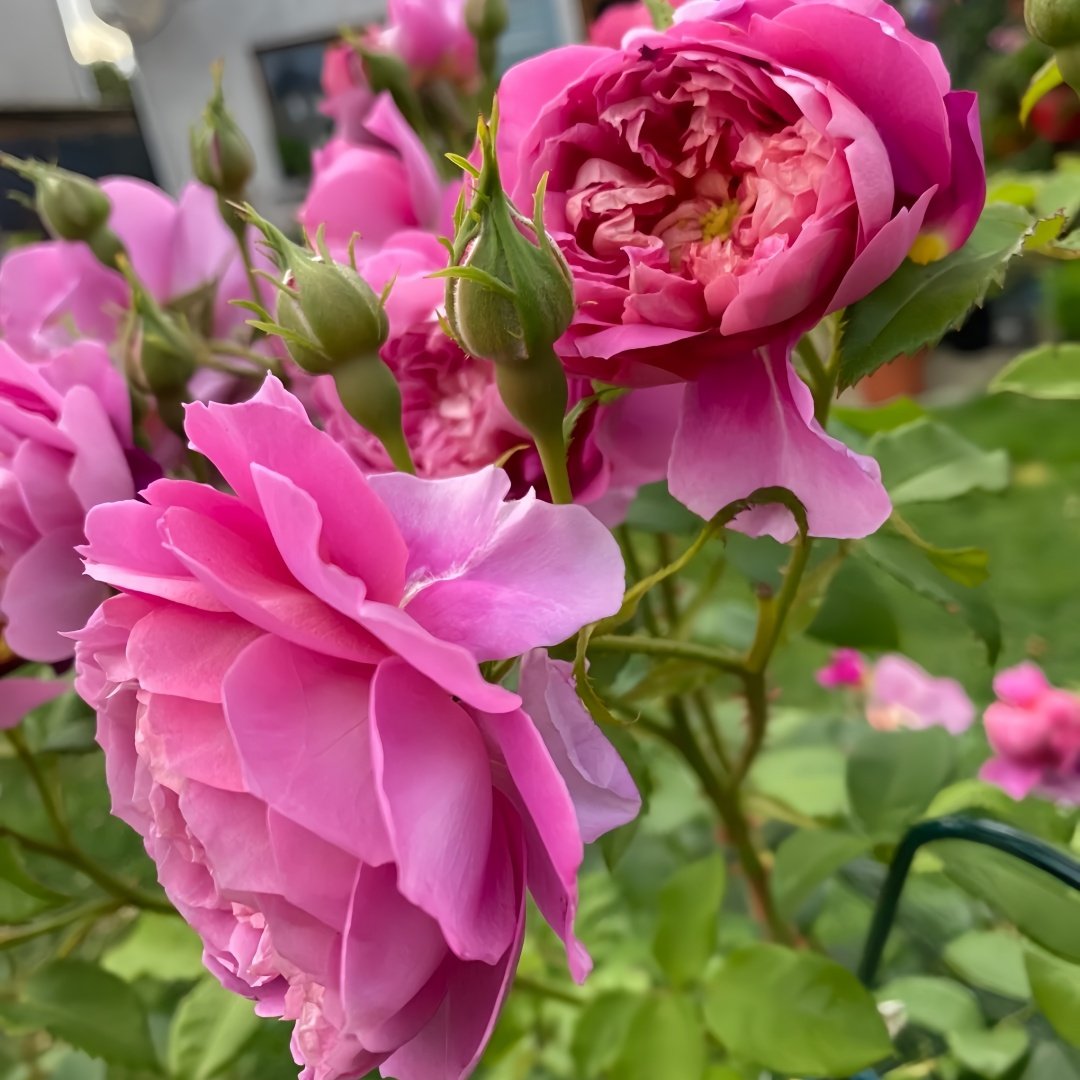 Emma Bridgewater Rose Plant|艾玛·布里奇沃特 image 3
