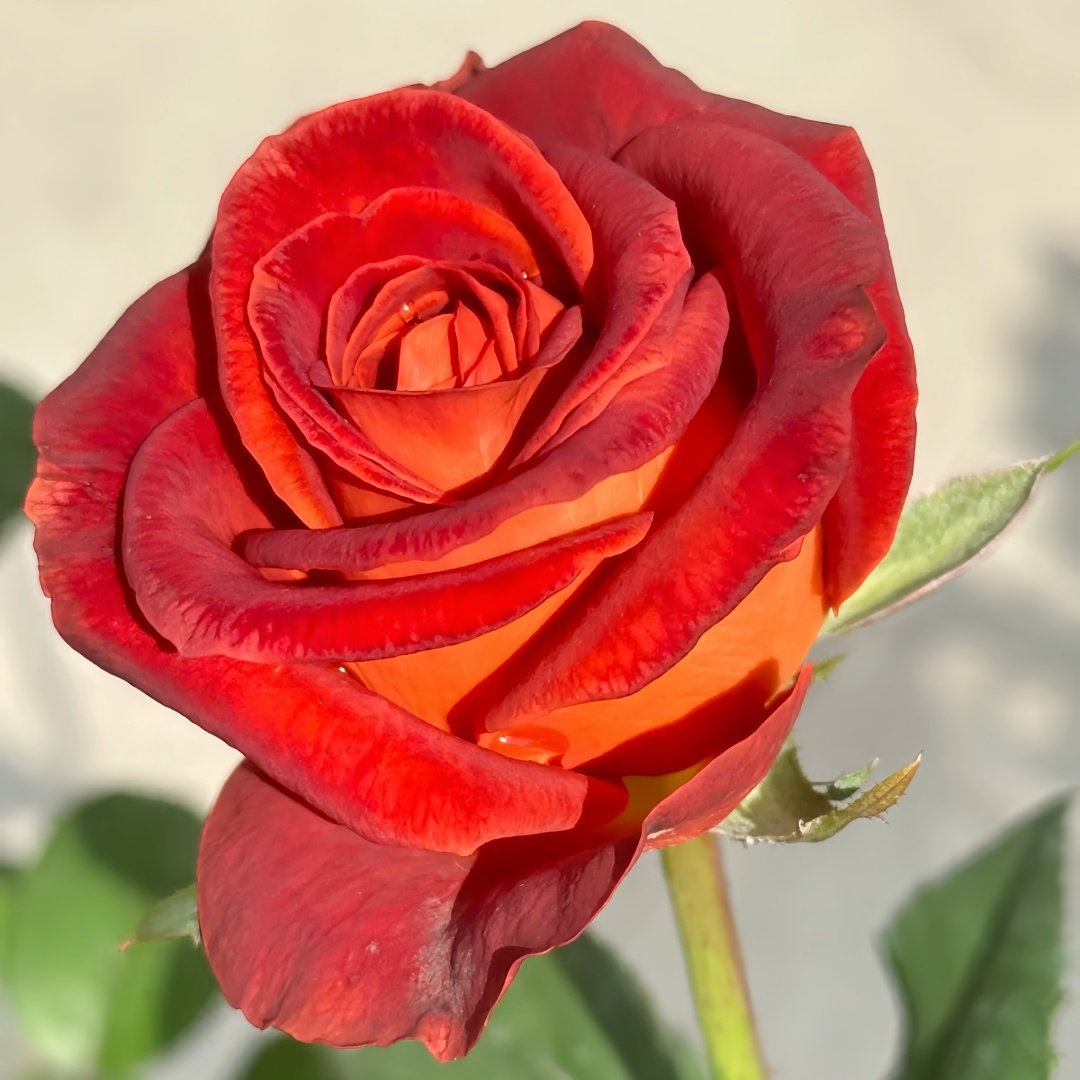 Café Del Mar Rose Plant｜咖啡德玛 image 8