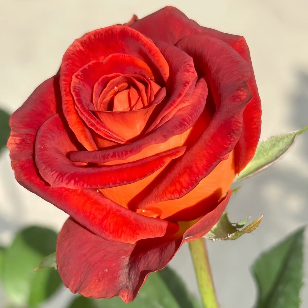 Café Del Mar Rose Plant｜咖啡德玛 image 8