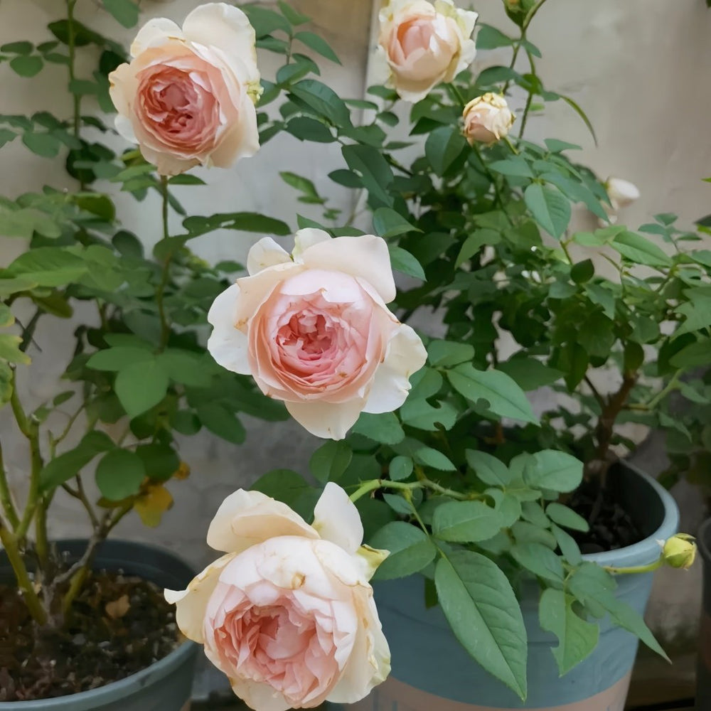 Violino Riche Rose Plant|风采小提琴 image 7