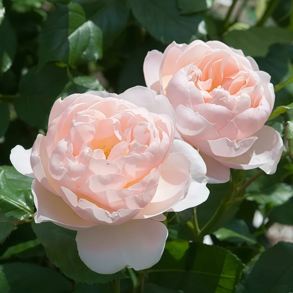 The Shepherdess Rose Plant|牧羊女 image 5
