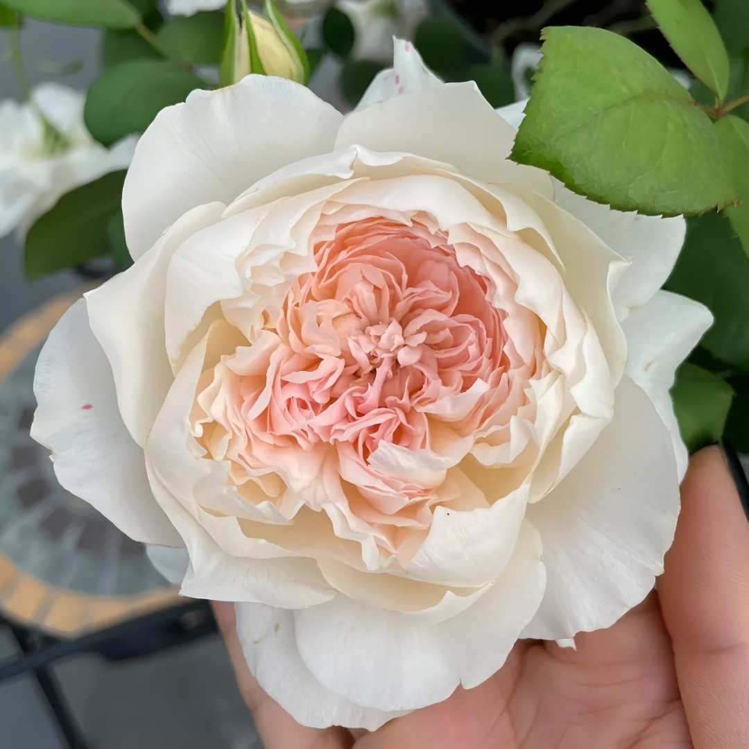Jiashu Rose Plant|家书 image 7