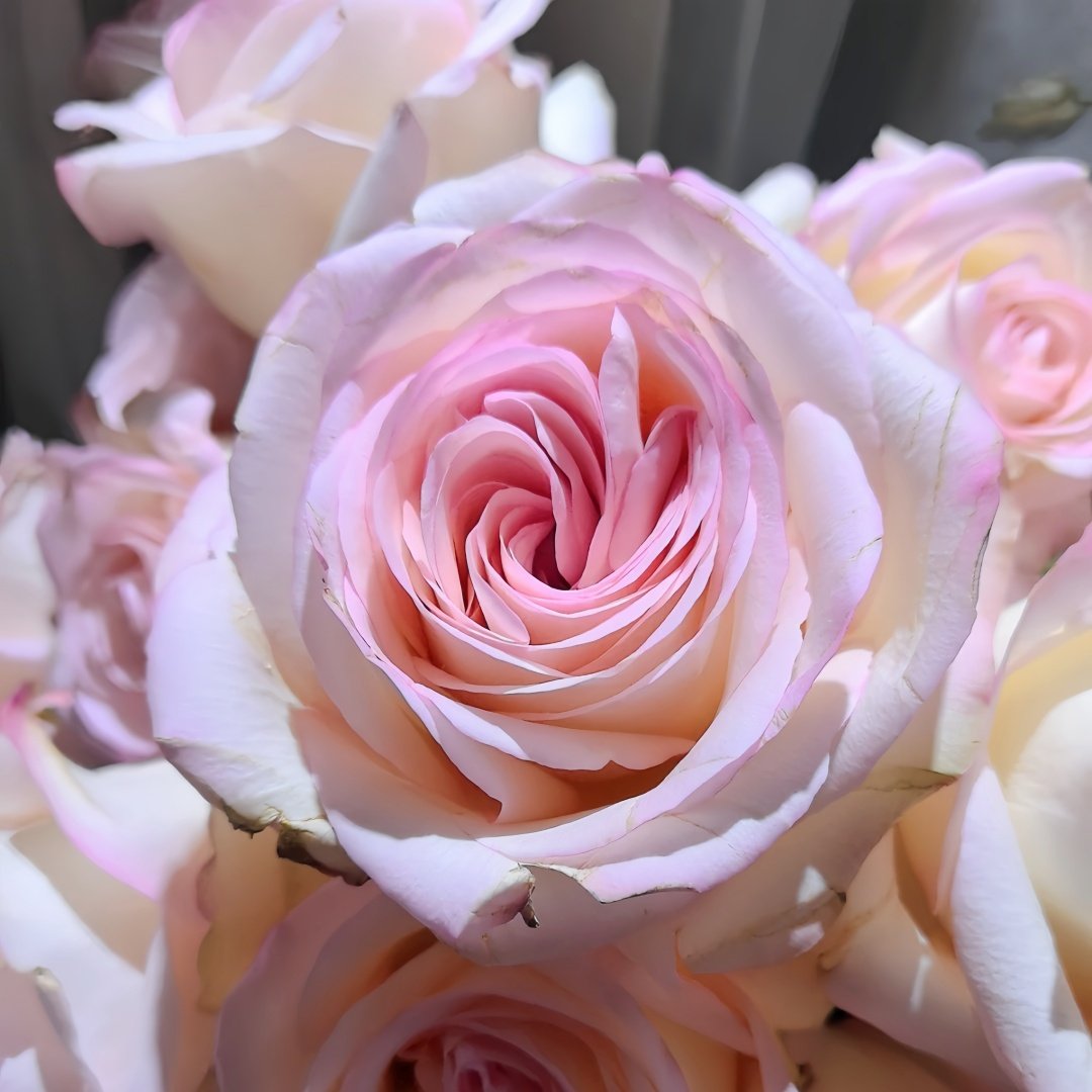 White Peach Gyokuro Rose Plant | 玉露白桃 image 5