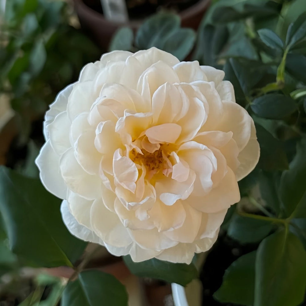 The Shepherdess Rose Plant|牧羊女 image 3