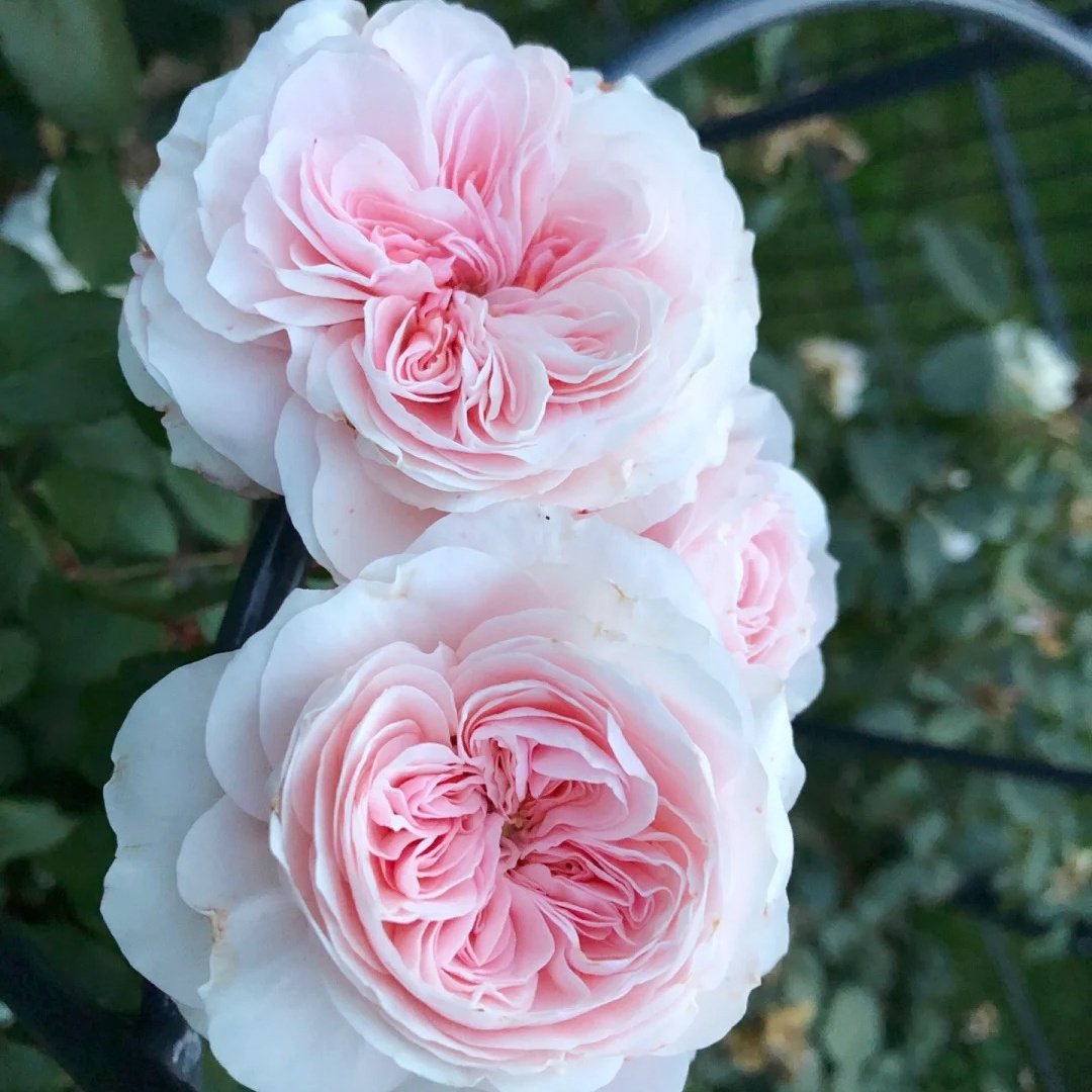 Sabrina Rose Plant｜莎伯莲娜 image 5