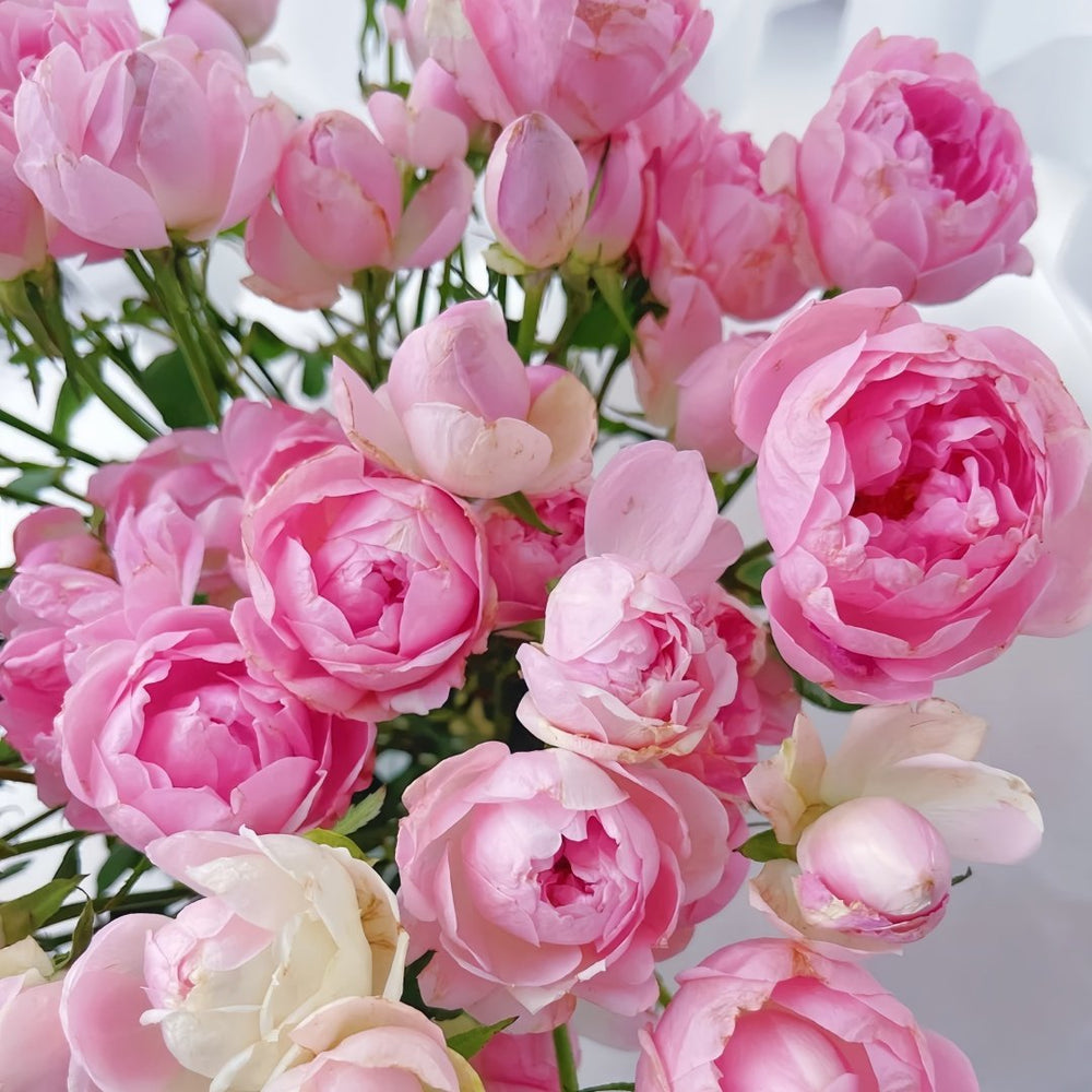 Midnight Seven Star Rose Plant｜午夜七星 image 4