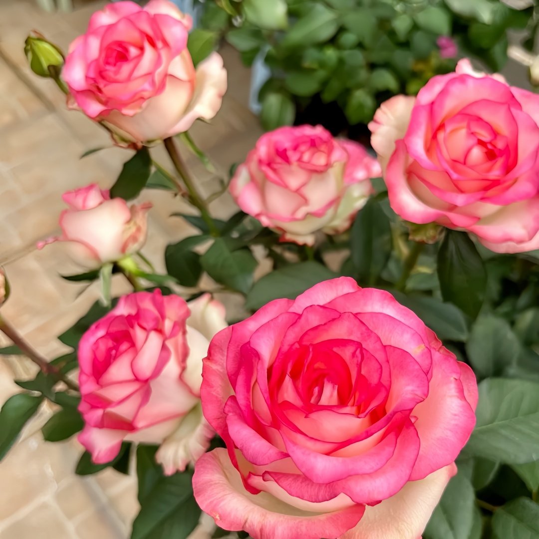 Jumilia Rose Plant｜艾莎 image 6