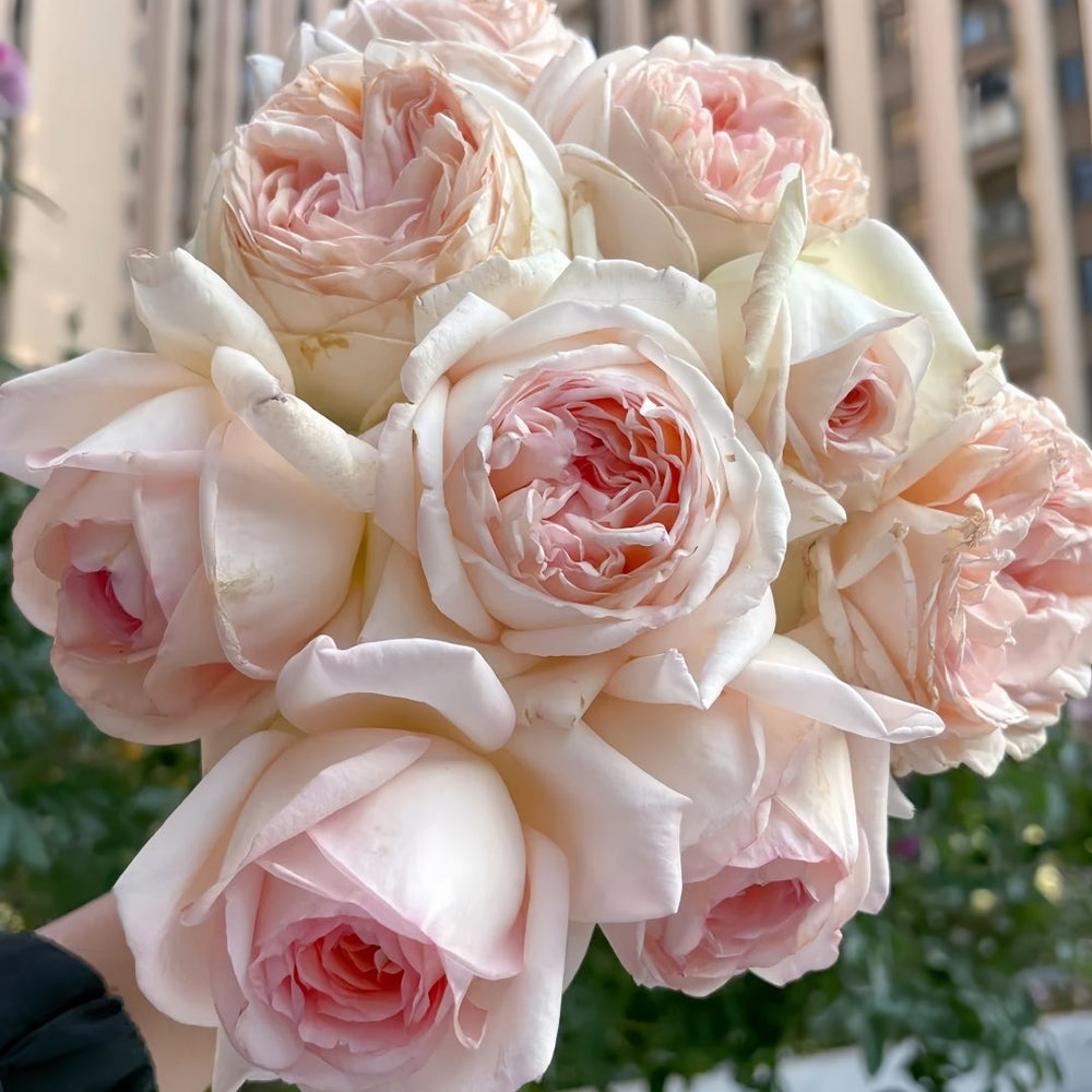 Gruaud Larose Rose Plant｜香槟美酒 image 7