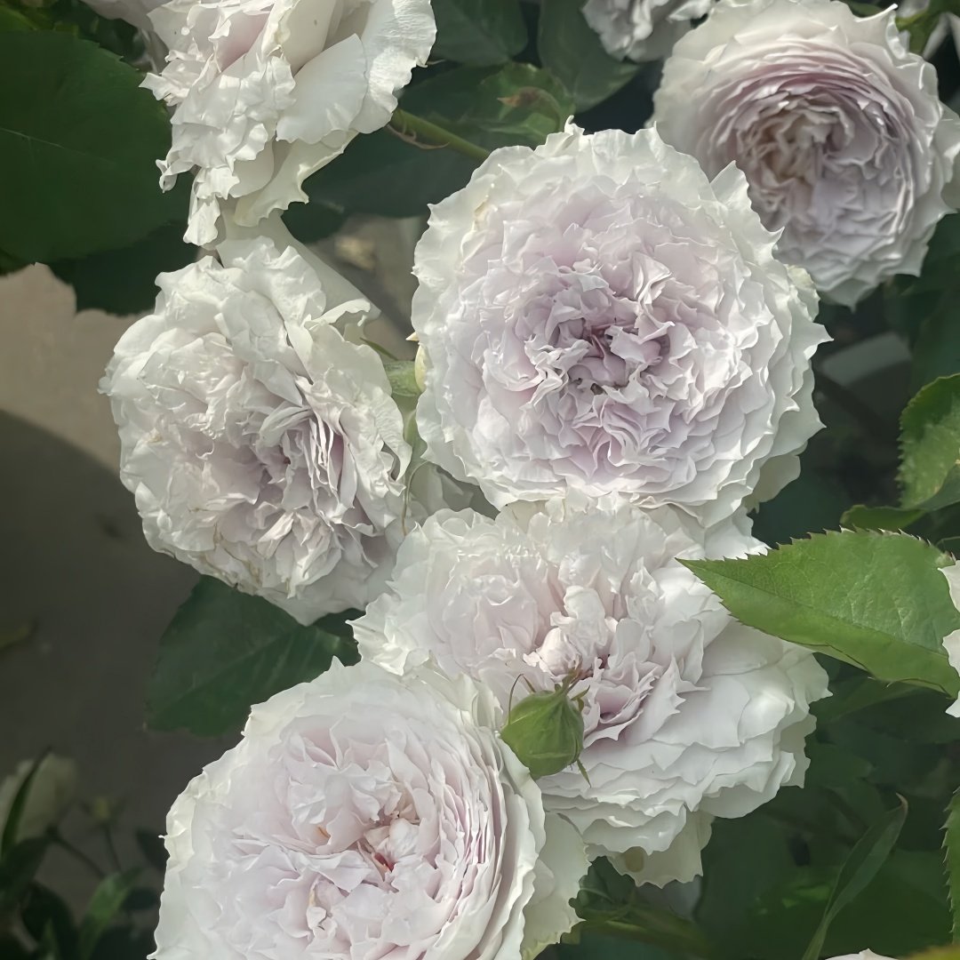 Floating Moon Rose Plant|浮月 image 4