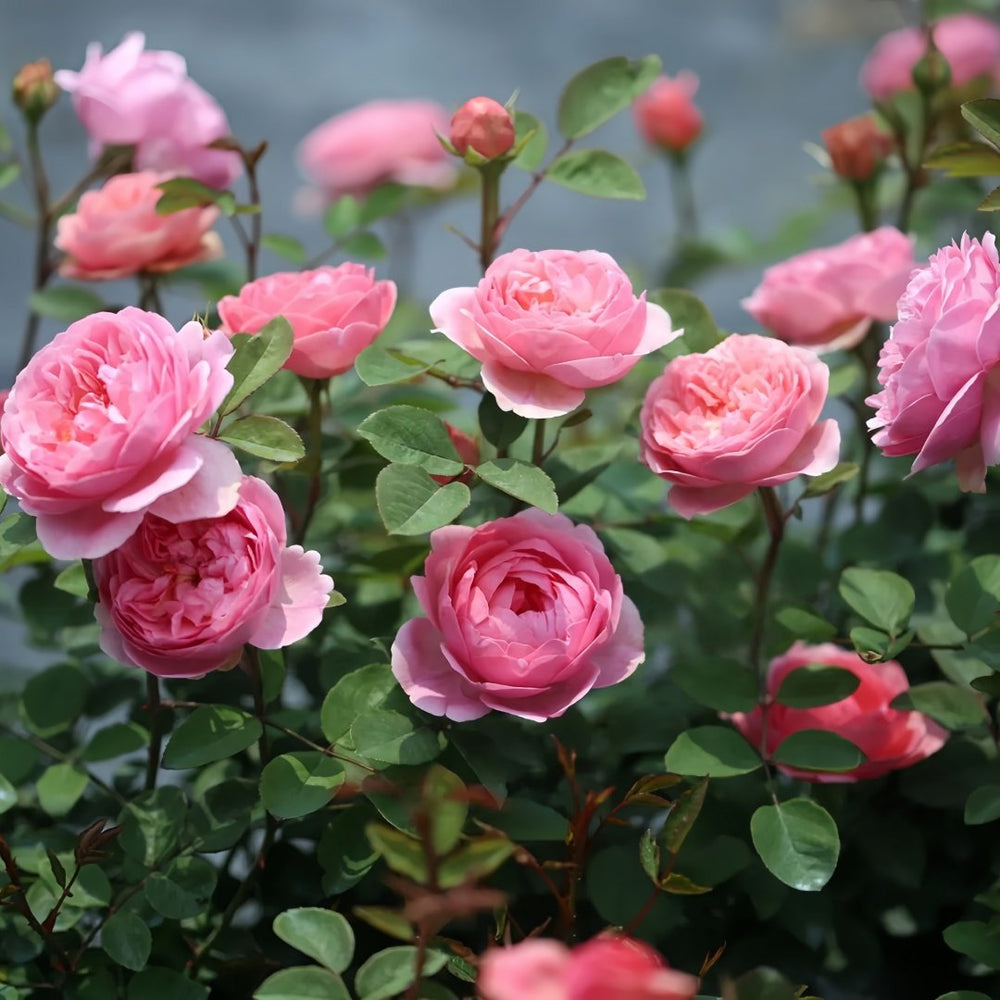 Momoka Rose Plant｜桃香 image 7