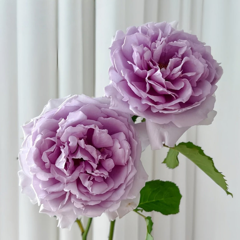 Yinyinqing Rose Plant｜隐隐青 image 1