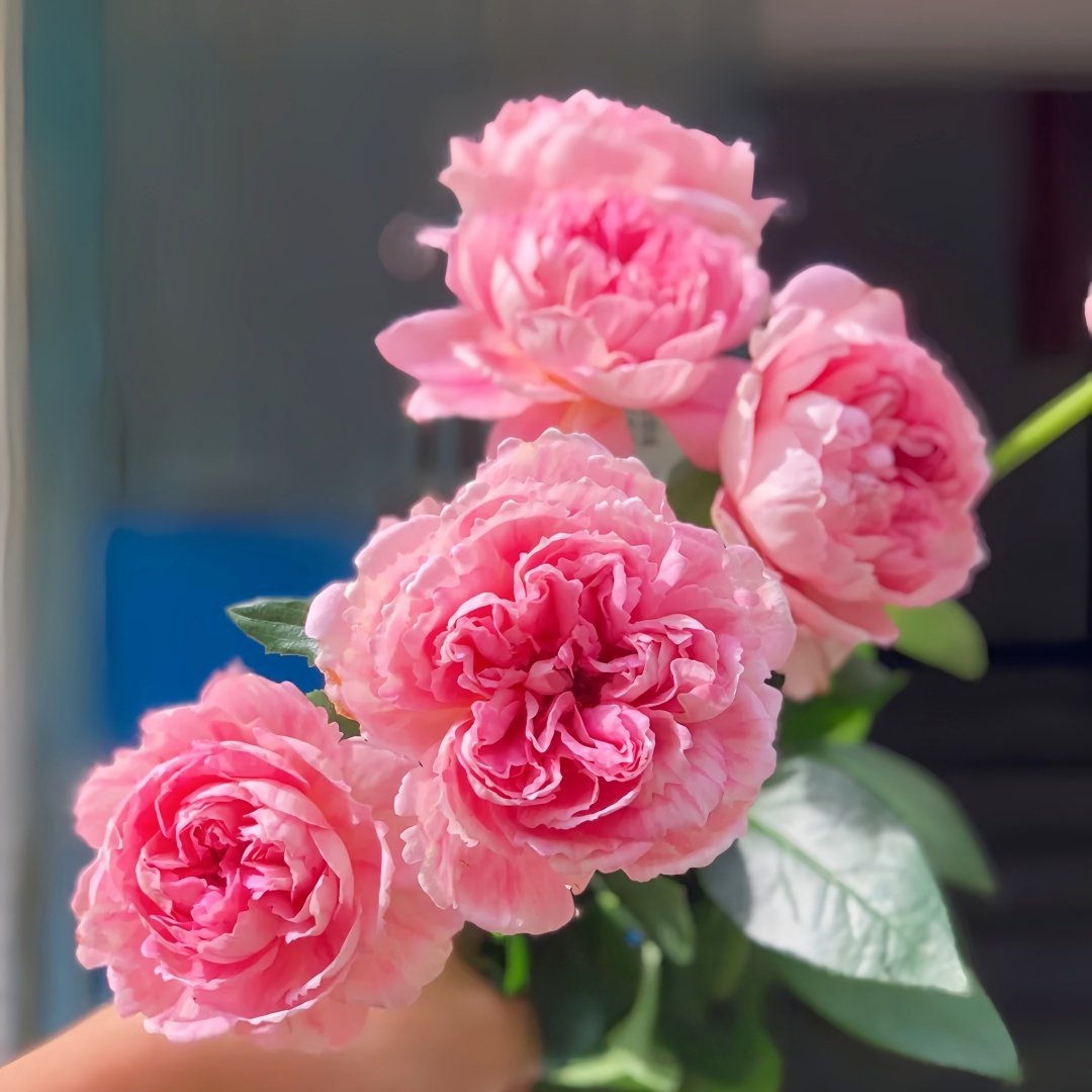 Xiuyan Rose Plant｜羞颜 image 7