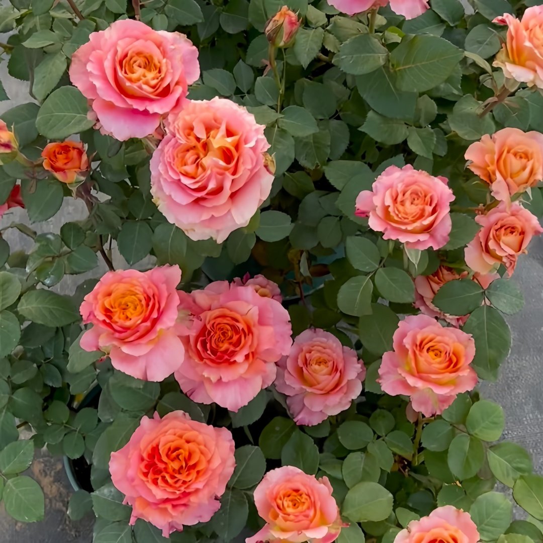 Free Spirit Rose Plant ｜自由精灵 image 8