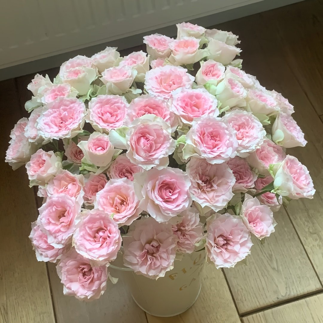 Fancy Rora Rose Plant｜情迷罗拉 image 8