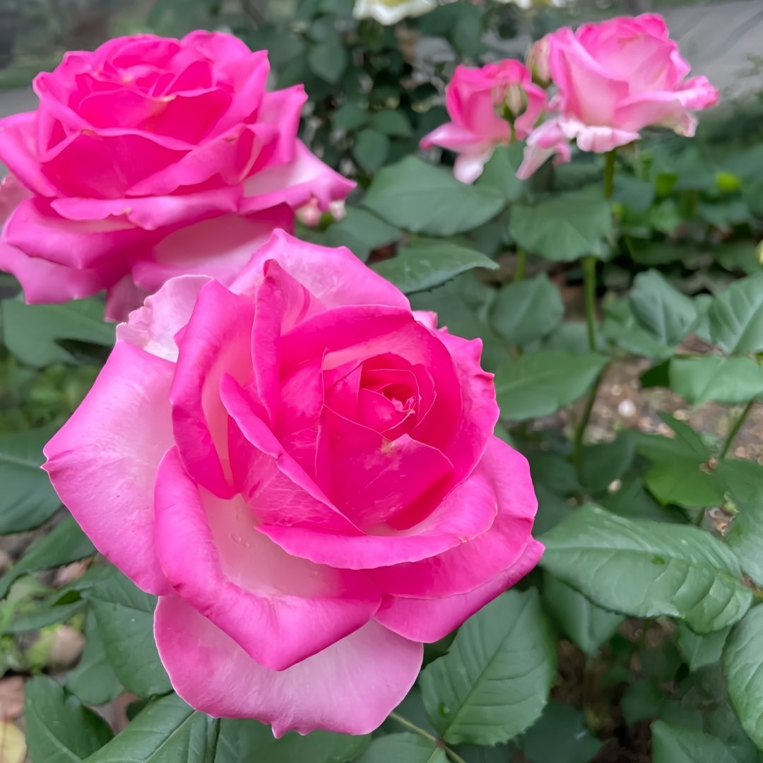 Candy Avalanche Rose Plant｜糖果雪山 image 4