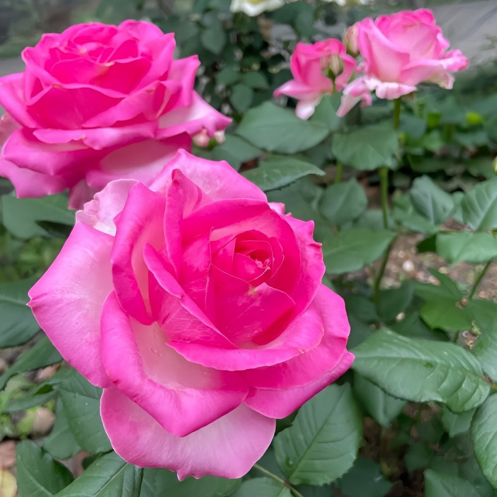 Candy Avalanche Rose Plant｜糖果雪山 image 4
