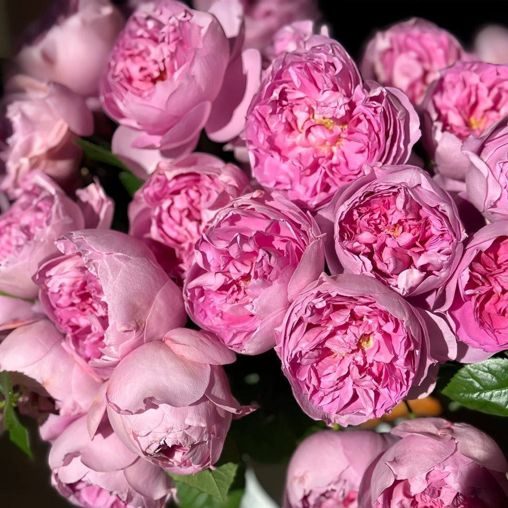 Pirouette Rose Plant|旋转芭蕾 image 0