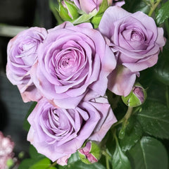 Shinoburedo Rose Plant|蓝色风暴 image 1