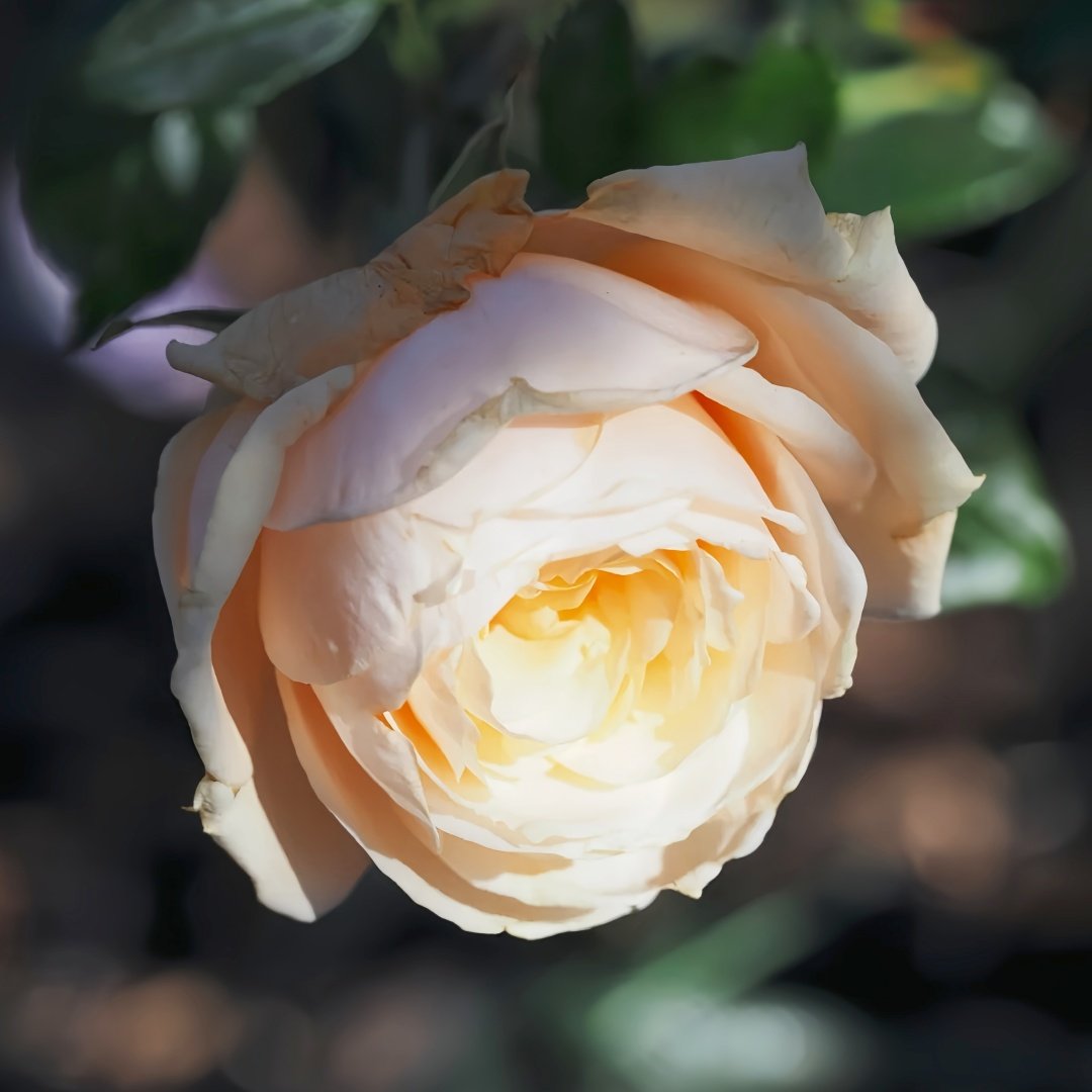 Pride and Prejudice Rose Plant|傲慢与偏见 image 3