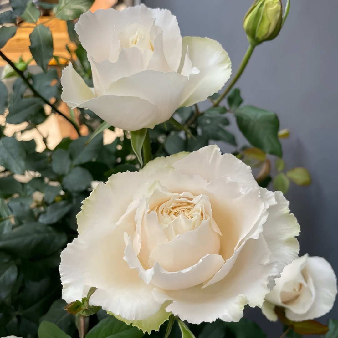 Blanche Neige Rose Plant｜伊芙白雪公主 image 5