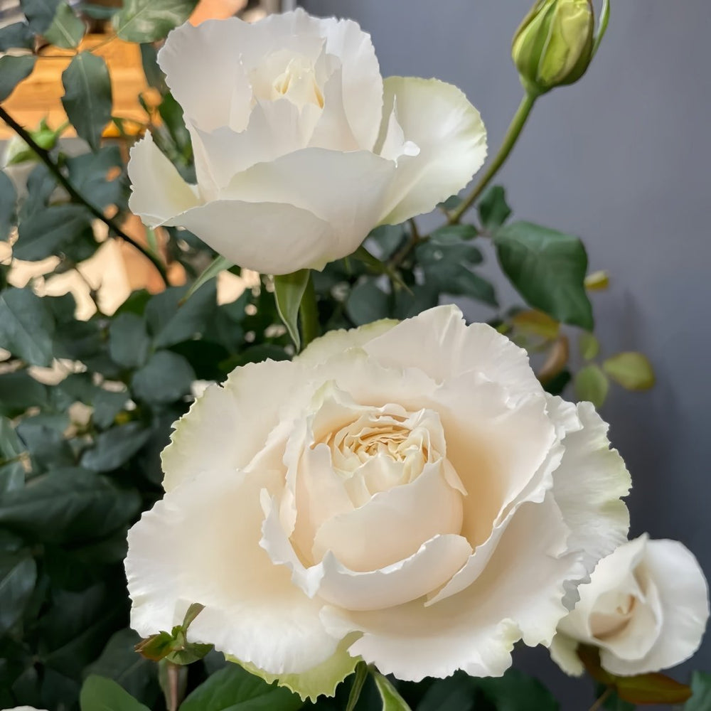 Blanche Neige Rose Plant｜伊芙白雪公主 image 5