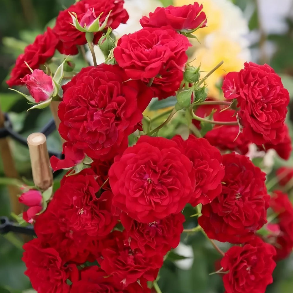 Crimson Siluetta Rose Plant|猩红剪影 image 6