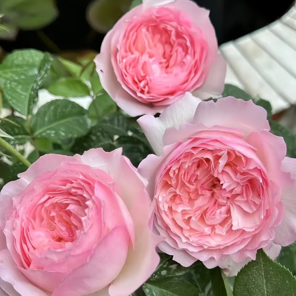 Le Rire Rose Plant｜乐咲 image 6