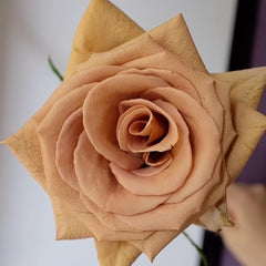 Toffee Rose Plant ｜太妃糖 image 1
