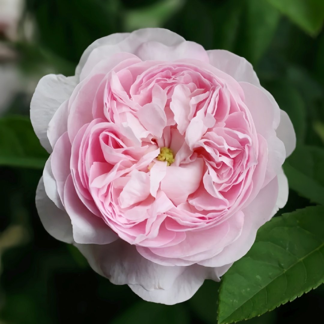 Duchesse de Montebello Rose Plant｜公爵夫人蒙特贝罗 image 0