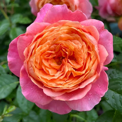 JuZi Rose Plant-橘子 image 3