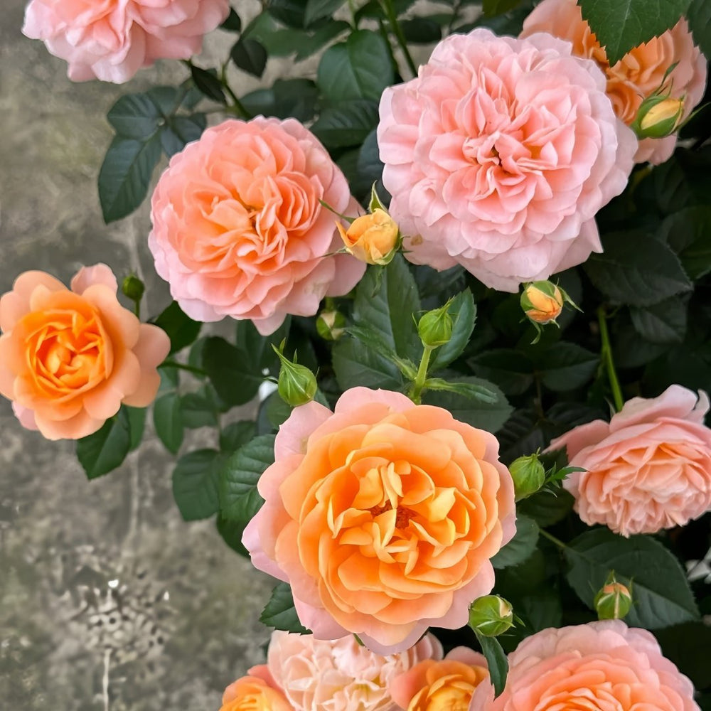 Juicy Terrazza Rose Plant|果汁阳台 image 4
