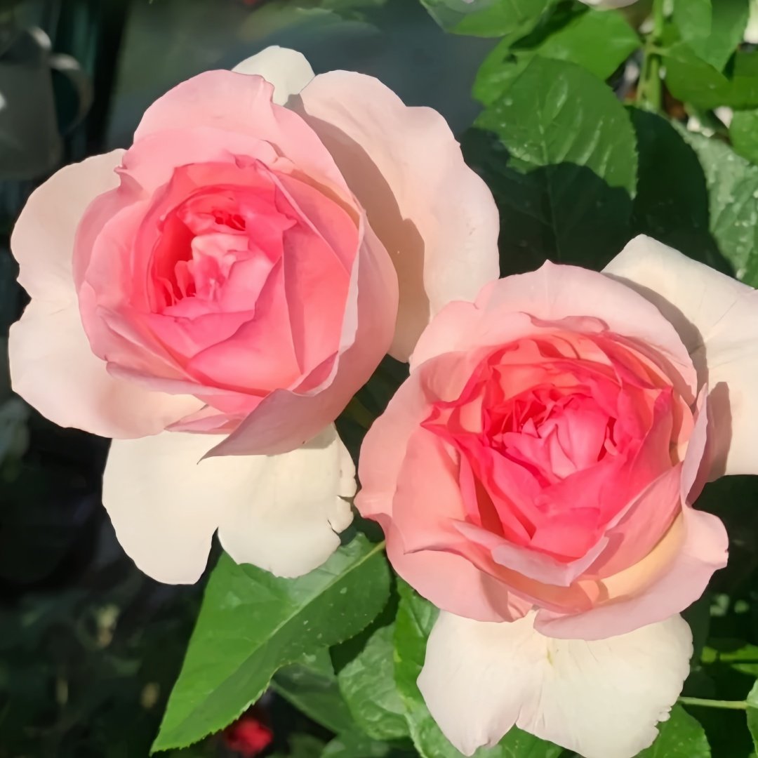 Neo cherry shallow Rose Plant ｜新浅樱桃 image 7