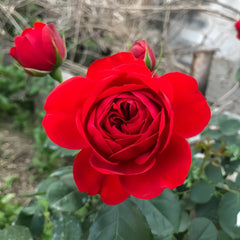 Red Apple Rose Plant｜红苹果 image 2
