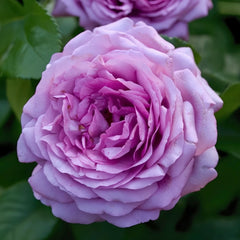 Thelma Rose Plant|塞尔玛 image 1