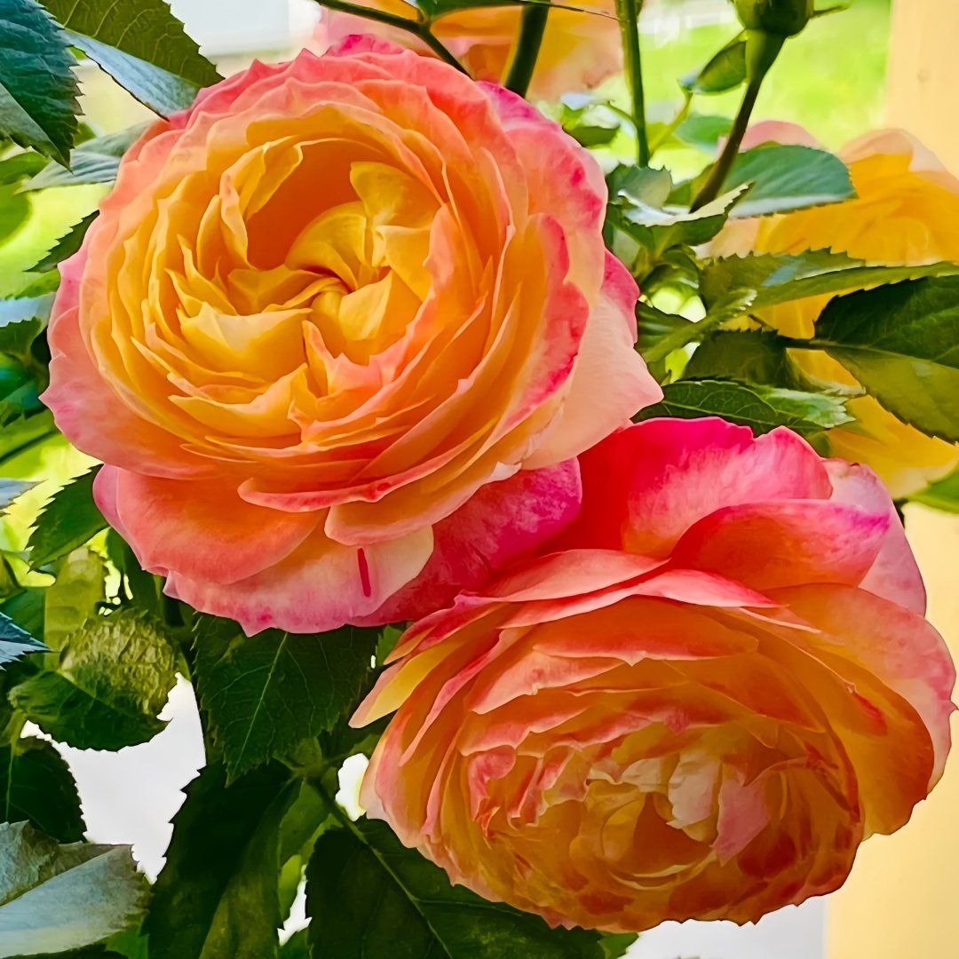 Rosomane Janon Rose Plant | 罗曼尼詹森 image 6
