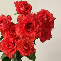 Yu Haitang Rose Plant|玉海棠 image 2