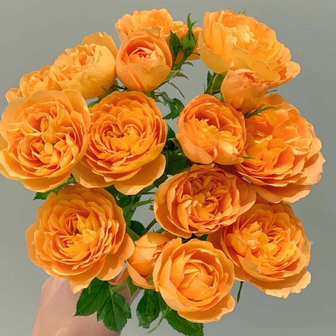 Juicy Terrazza Rose Plant|果汁阳台 image 5