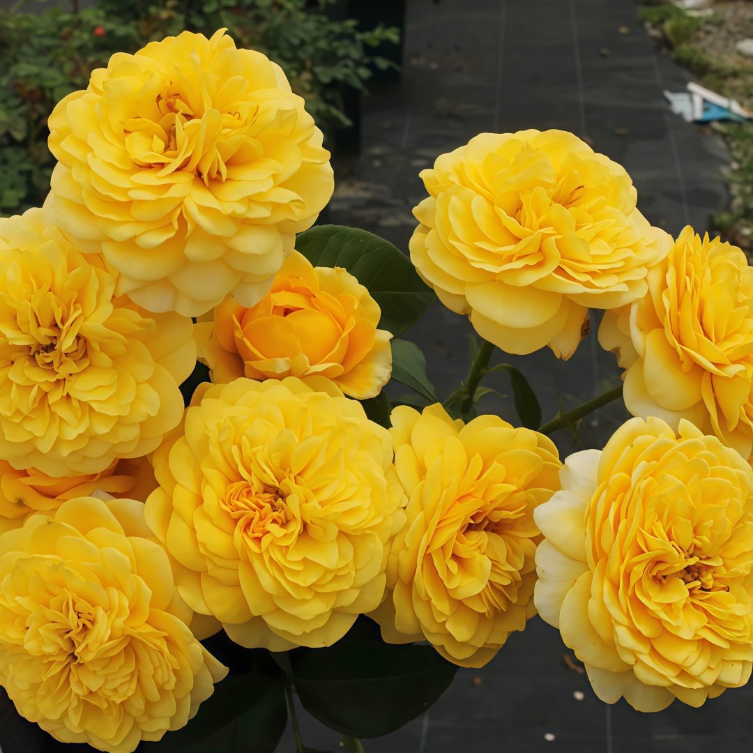 Inka Rose Plant|樱卡 image 7