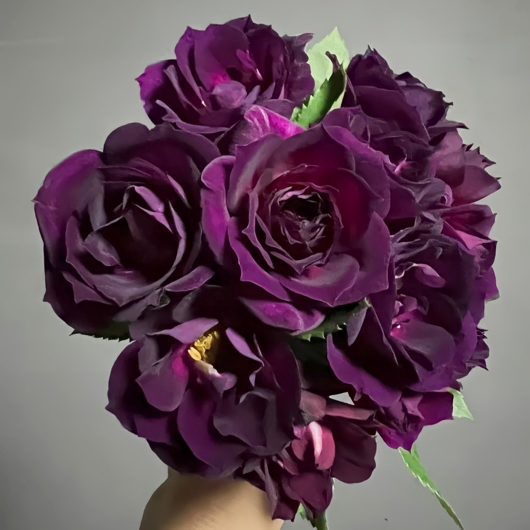 Midnight Blue Rose Plant|午夜深蓝 image 6