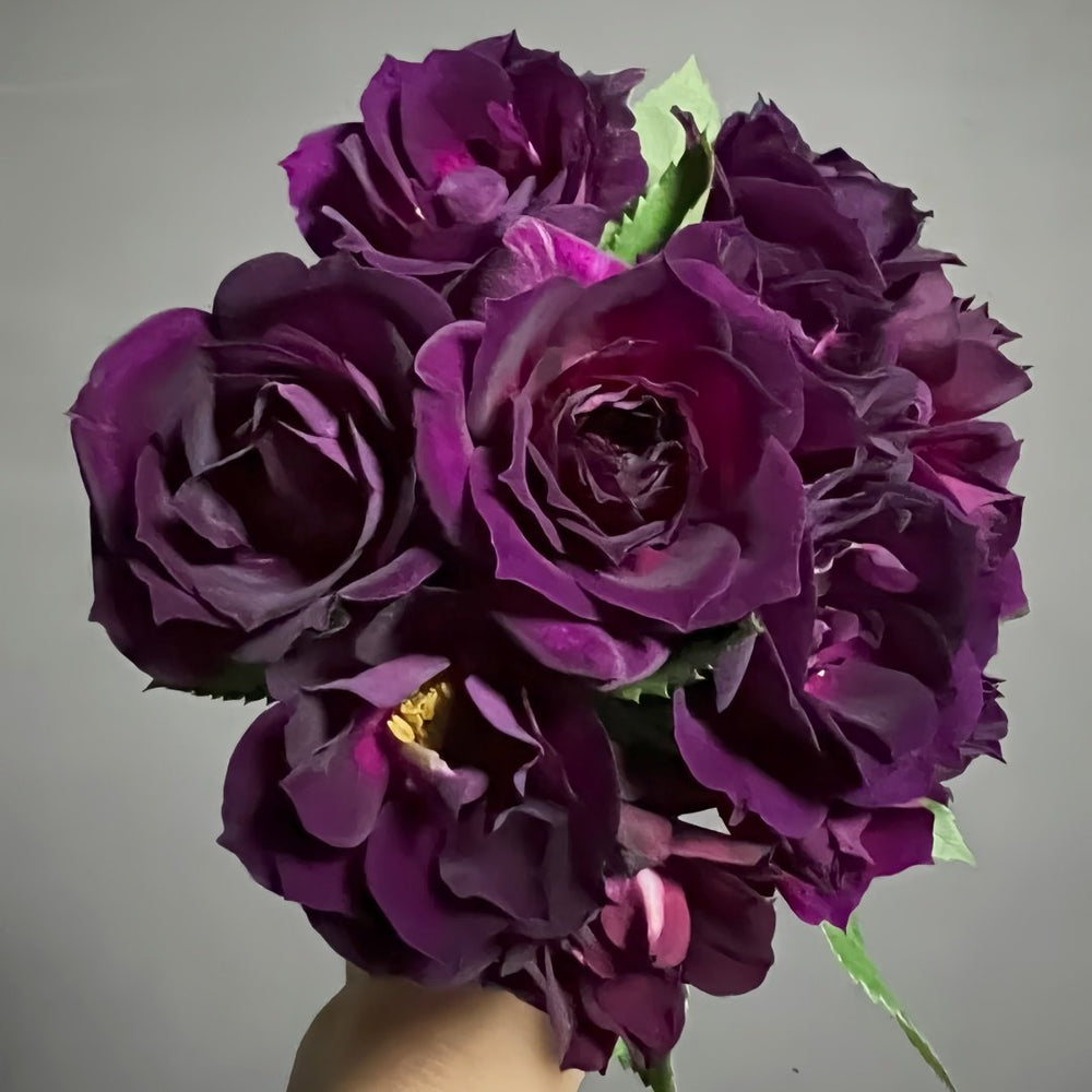 Midnight Blue Rose Plant|午夜深蓝 image 6