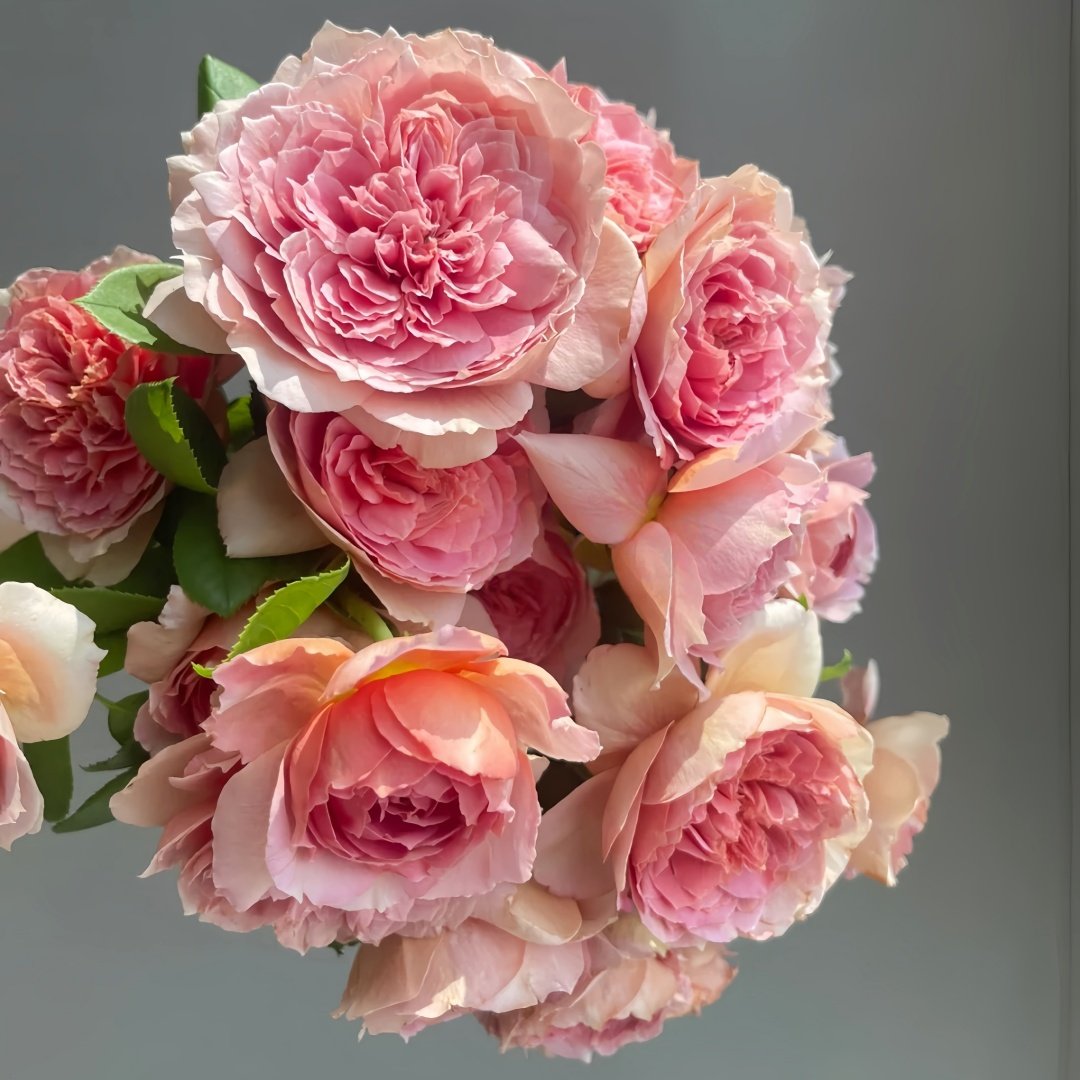 Moulin de la galette Rose Plant｜煎饼磨坊 image 8