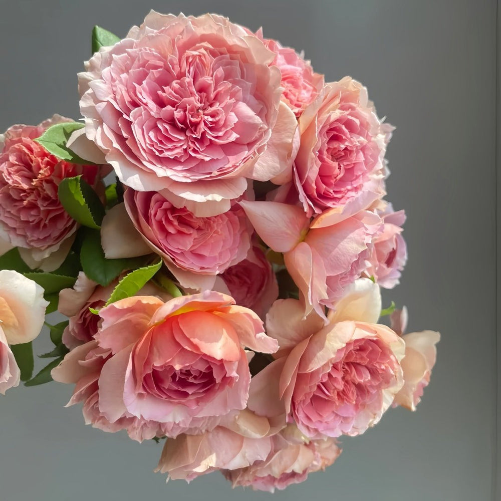 Moulin de la galette Rose Plant｜煎饼磨坊 image 8