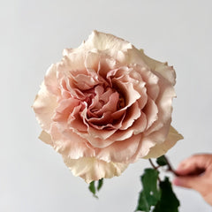 Ailes Rose Plant|翅膀/翼天使/第九天使 image 0