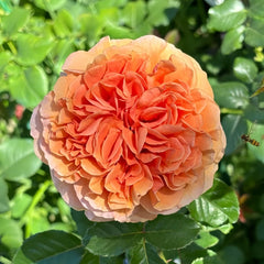 Belle d’Anjou Rose Plant｜安茹美人 image 0
