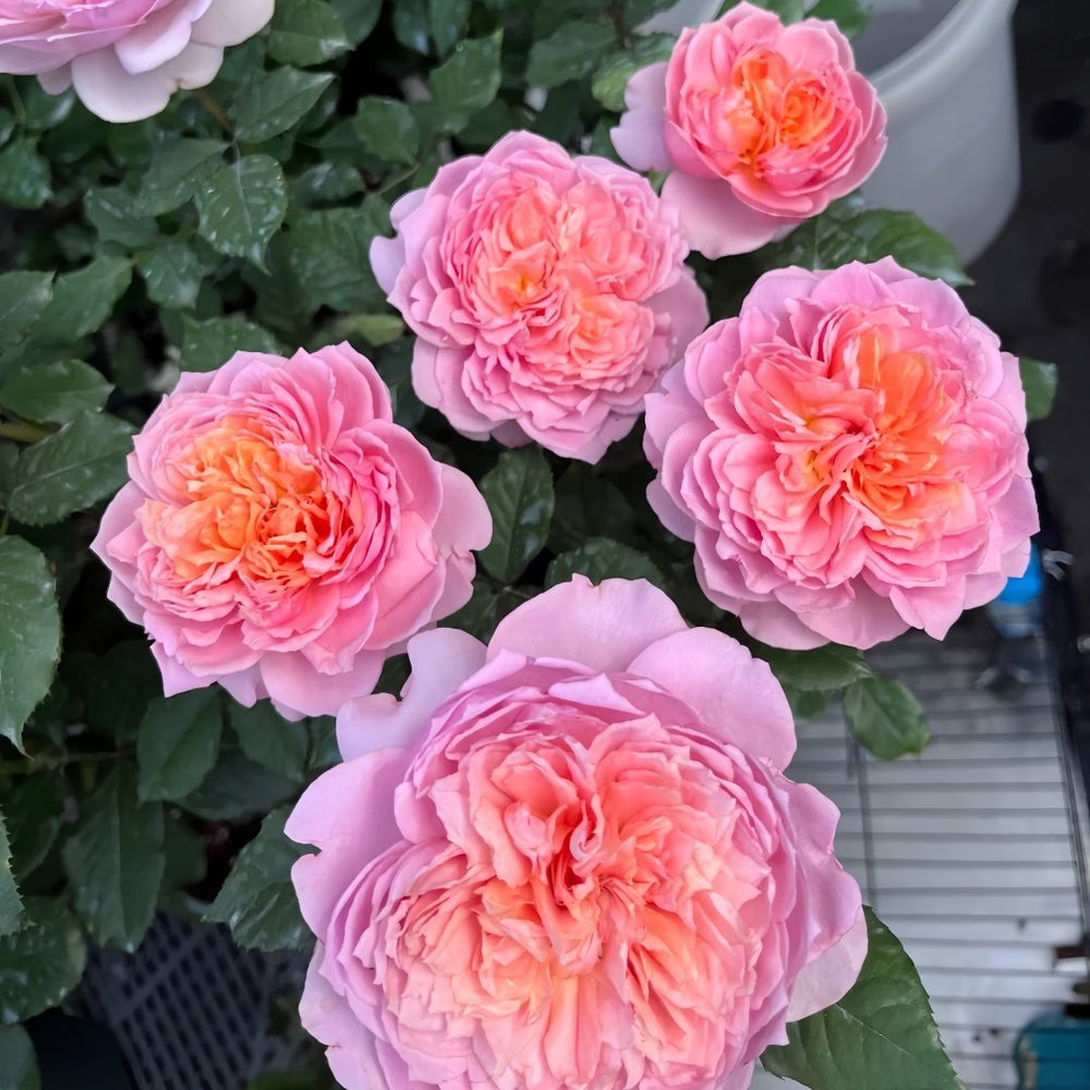 Taoran‌ Rose Plant|桃染 image 6