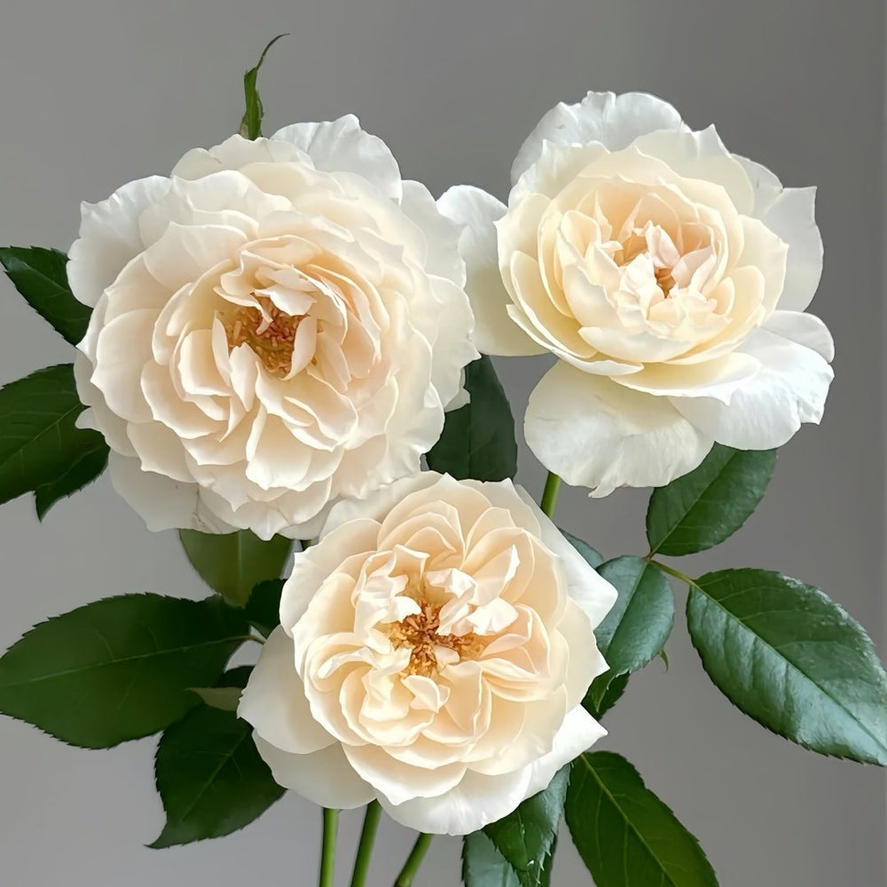 Opera Queen Rose Plant｜歌剧女皇 image 3
