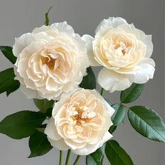 Opera Queen Rose Plant｜歌剧女皇 image 3