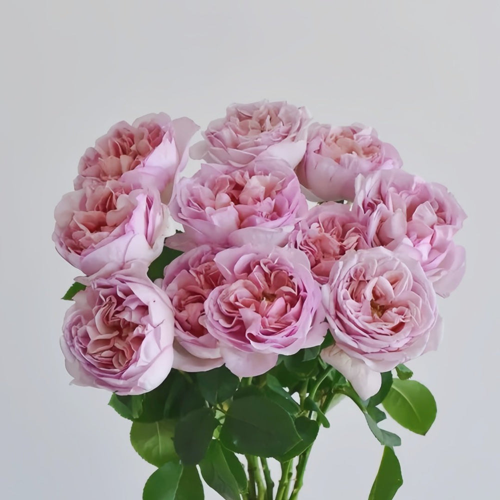 Chocolate Romantica Rose Plant｜浪漫巧克力 image 4