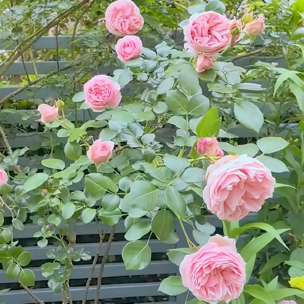 Giardina Rose Plant|贾尔迪纳 image 5